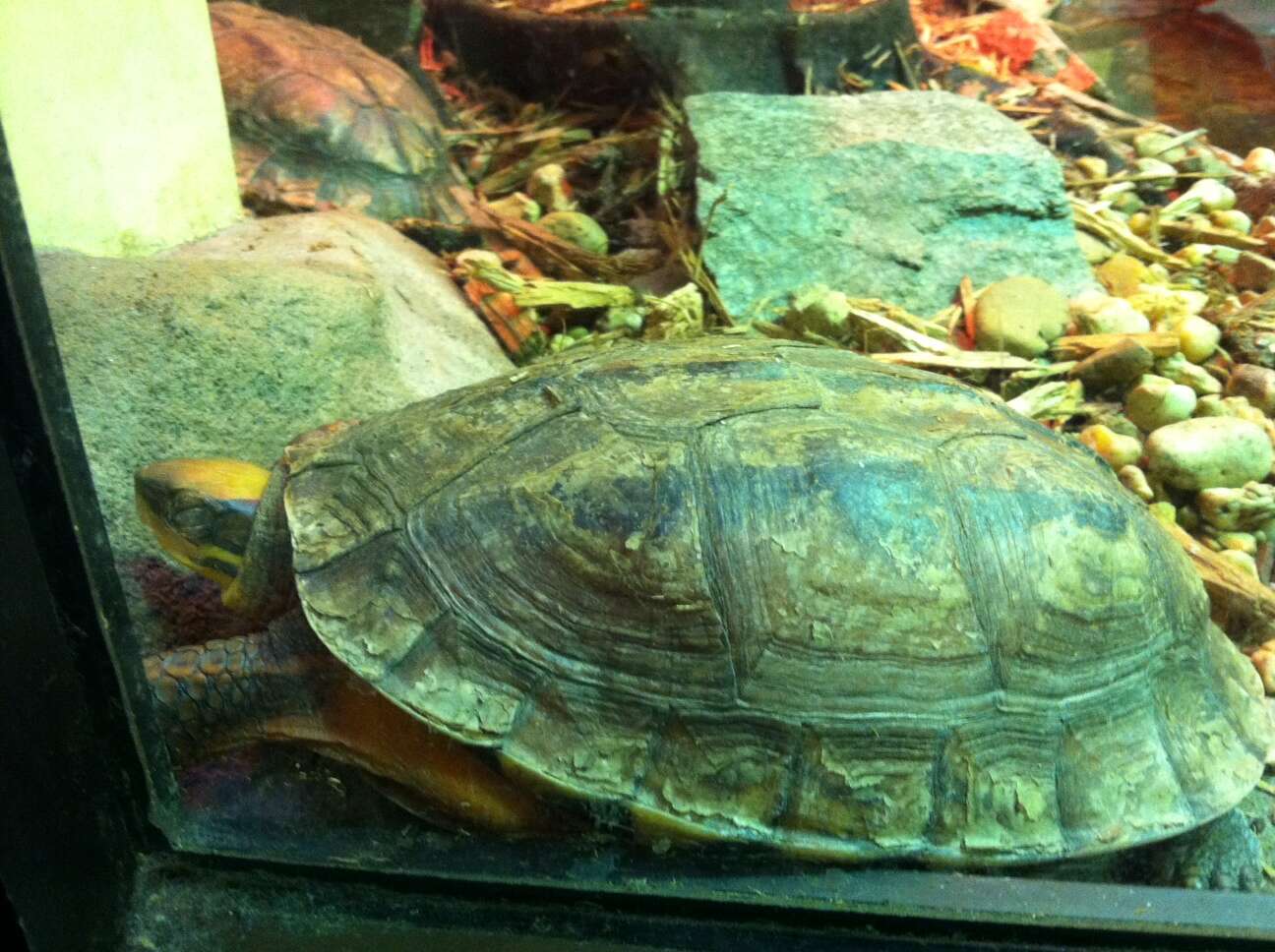 Image of Chinese three-striped box turtle