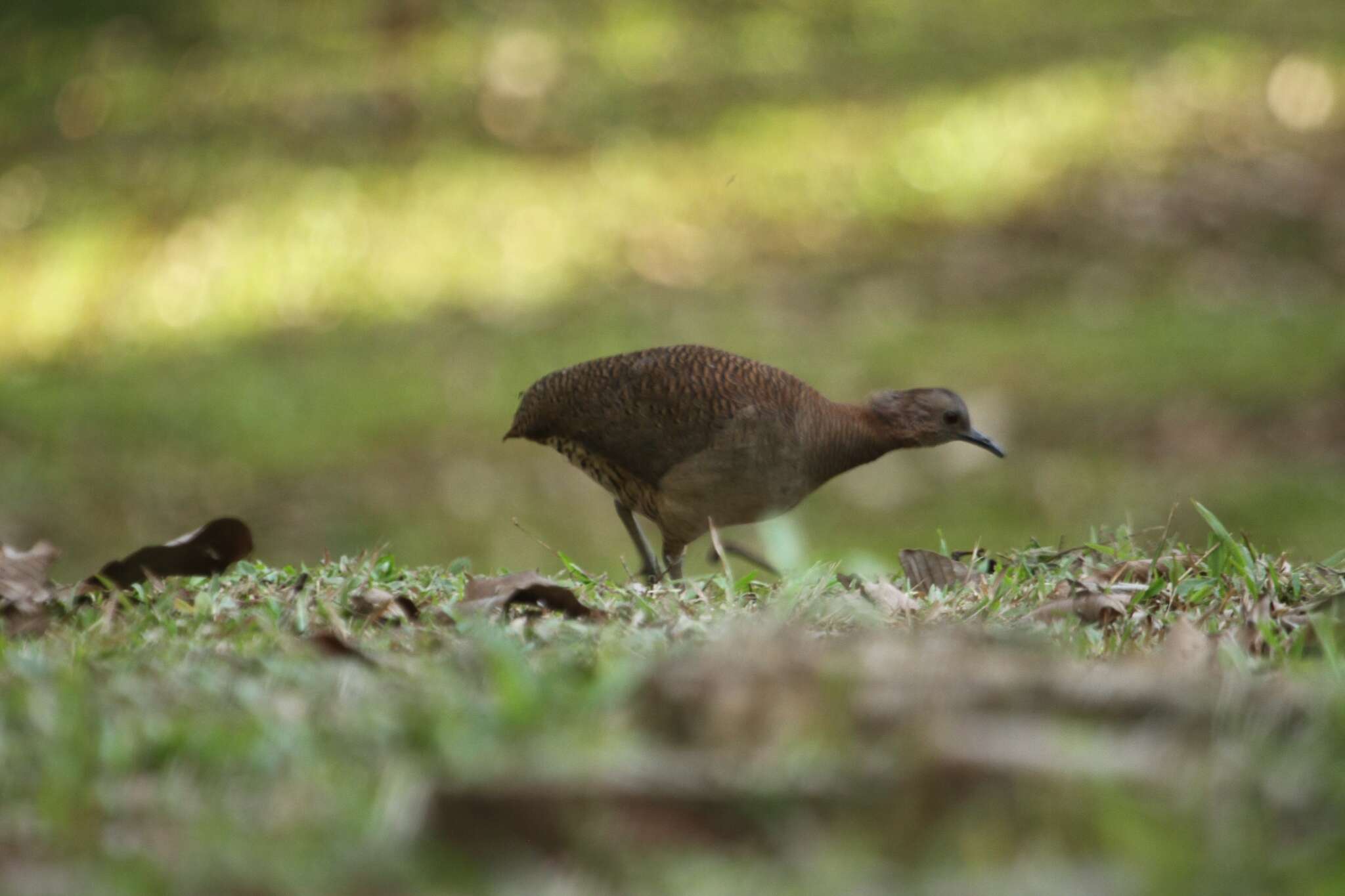 Image of Undulated Tinamou