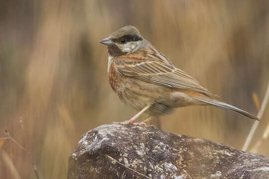 Imagem de Emberiza stewarti (Blyth 1854)