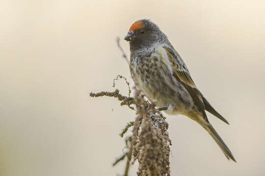 Image of Fire-fronted Serin