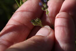 Plancia ëd Allophyllum gilioides subsp. gilioides