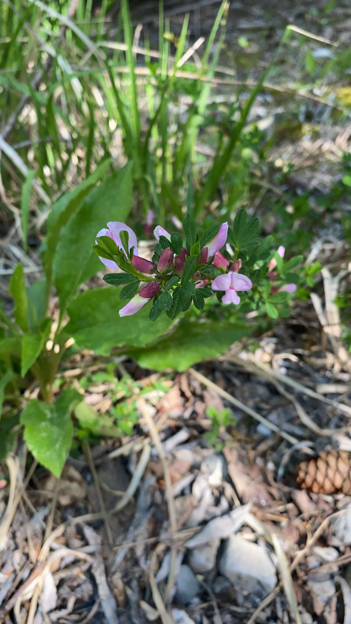 Cytisus purpureus Scop.的圖片