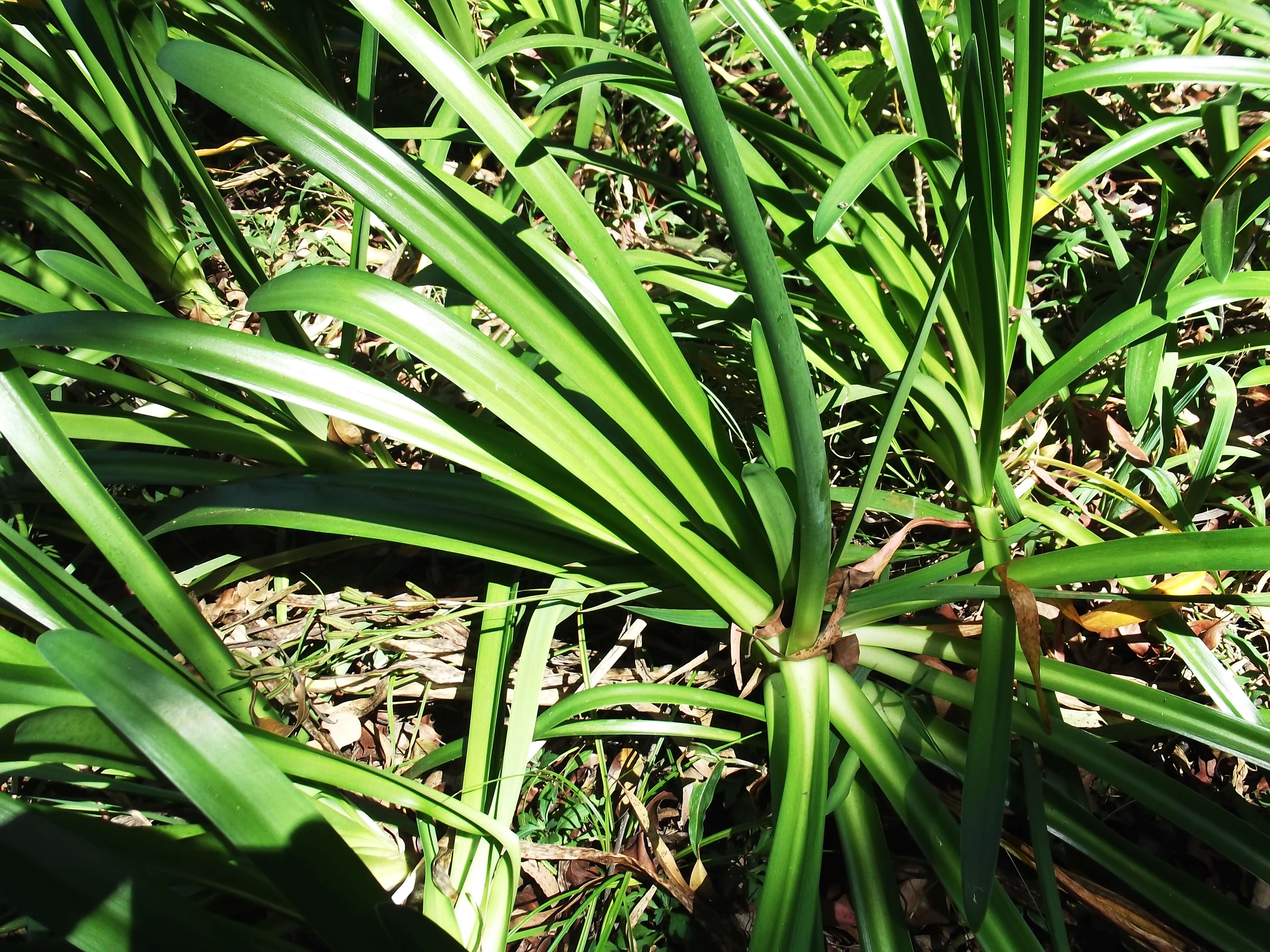 Imagem de Agapanthus africanus (L.) Hoffmanns.