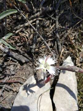 صورة Dianthus awaricus Charadze