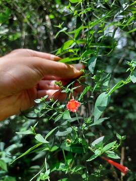 Image de Manettia cordifolia Mart.