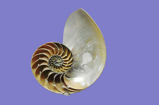 Plancia ëd Nautilus pompilius Linnaeus 1758