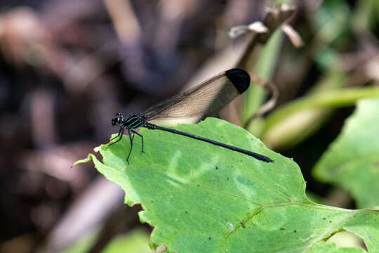 Image of Polythore terminata Fraser 1946