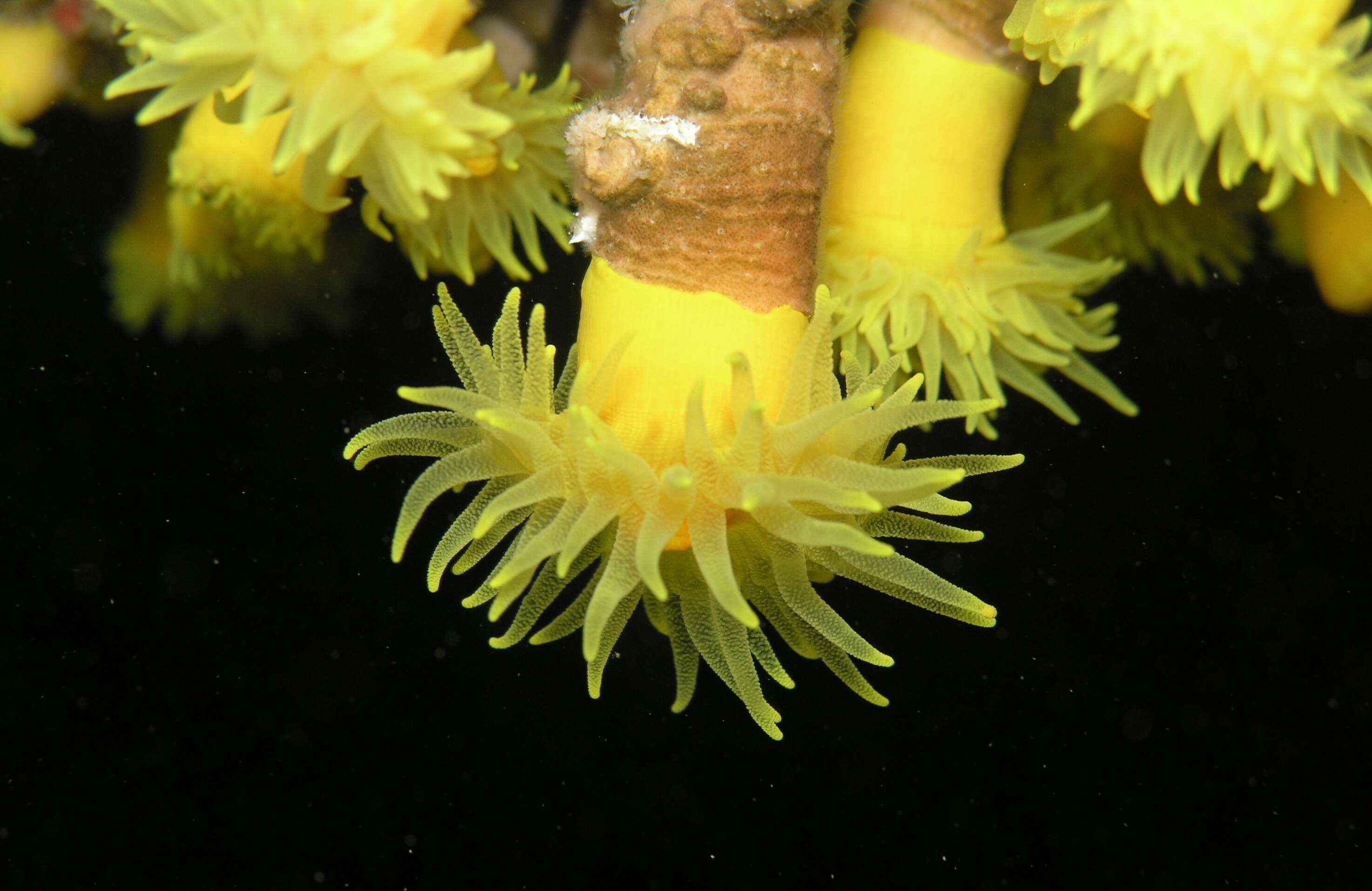 Image of Sunset cup coral