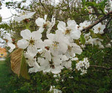 Image of gean, wild cherry