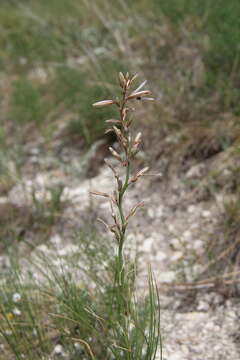 Image of Asphodeline tenuior (Fisch. ex M. Bieb.) Ledeb.