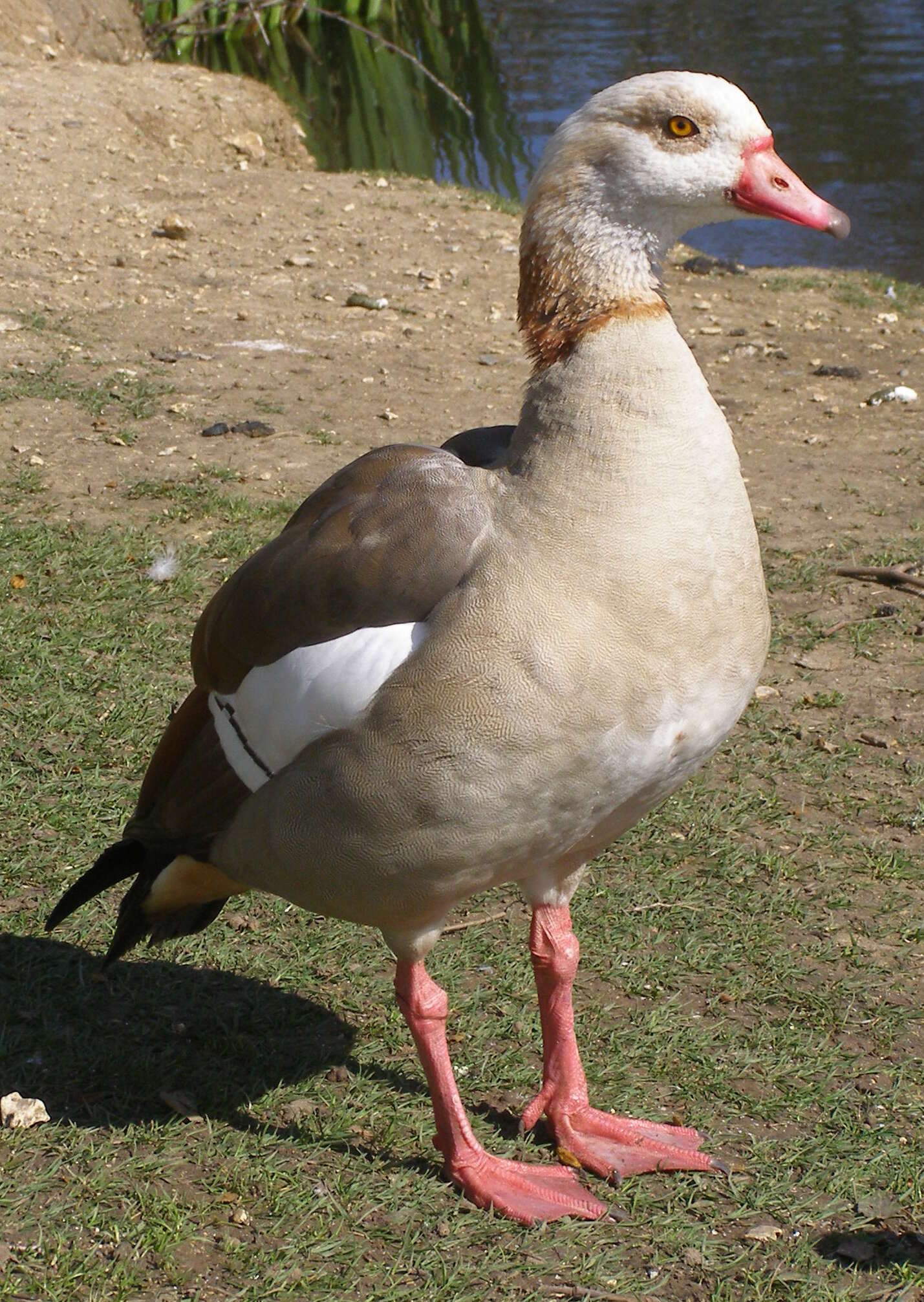 Image of Egyptian Goose