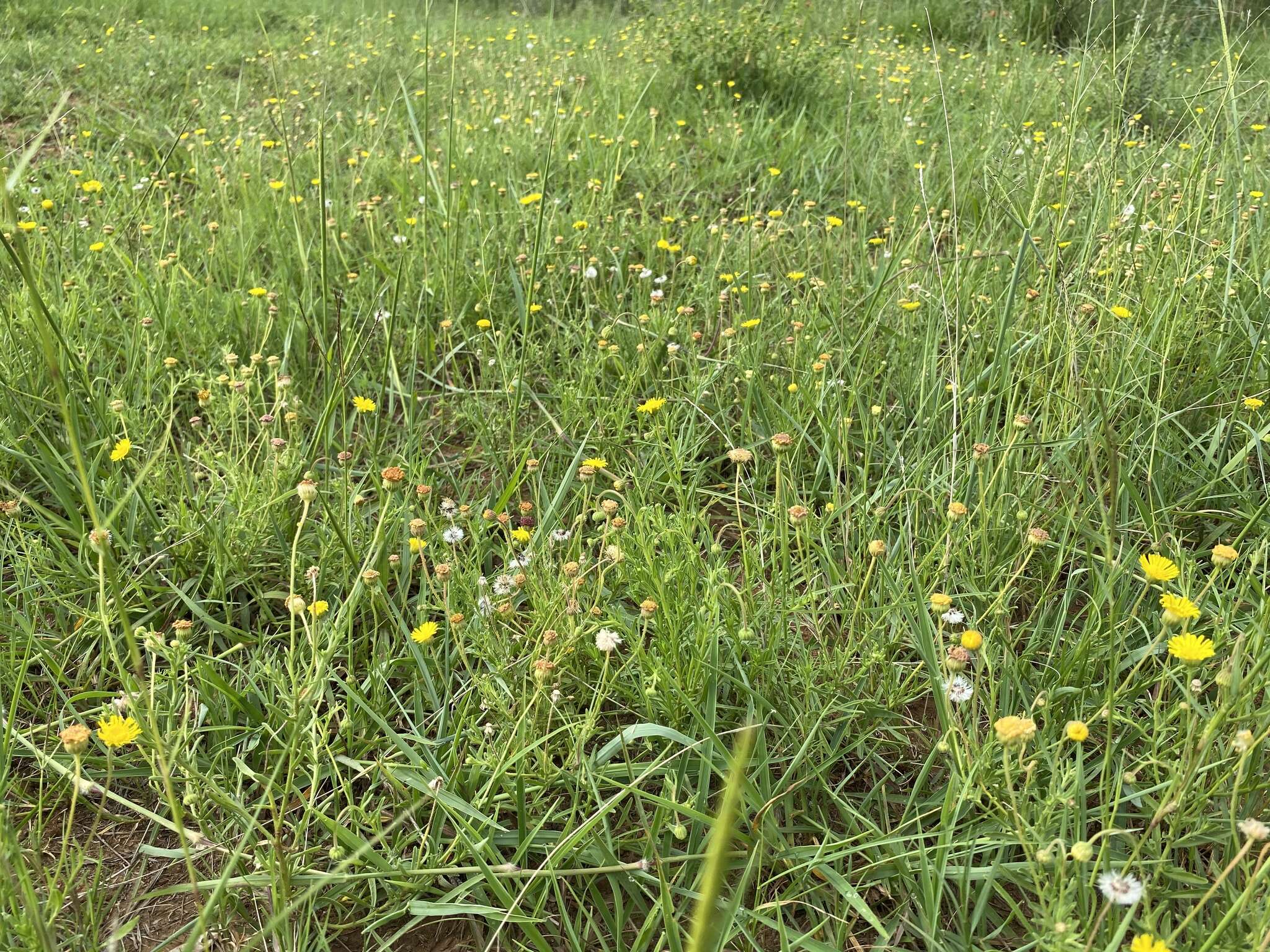 Image of Yellow felicia