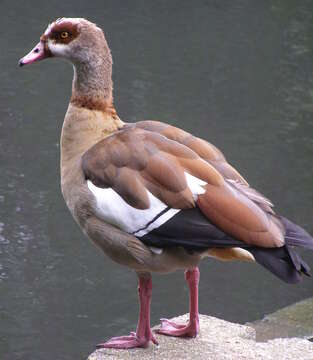 Image of Egyptian Goose