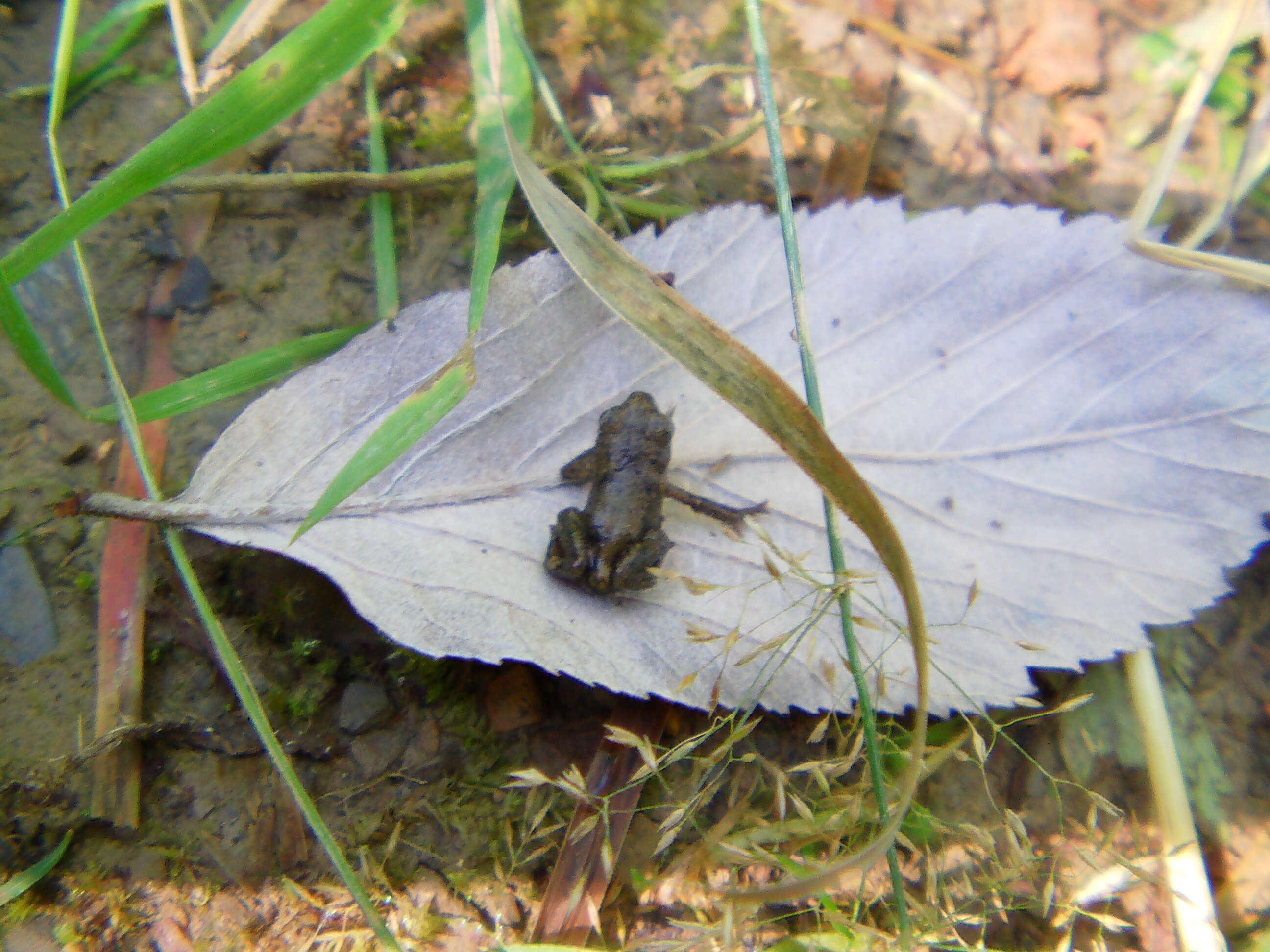 Image of Common frog