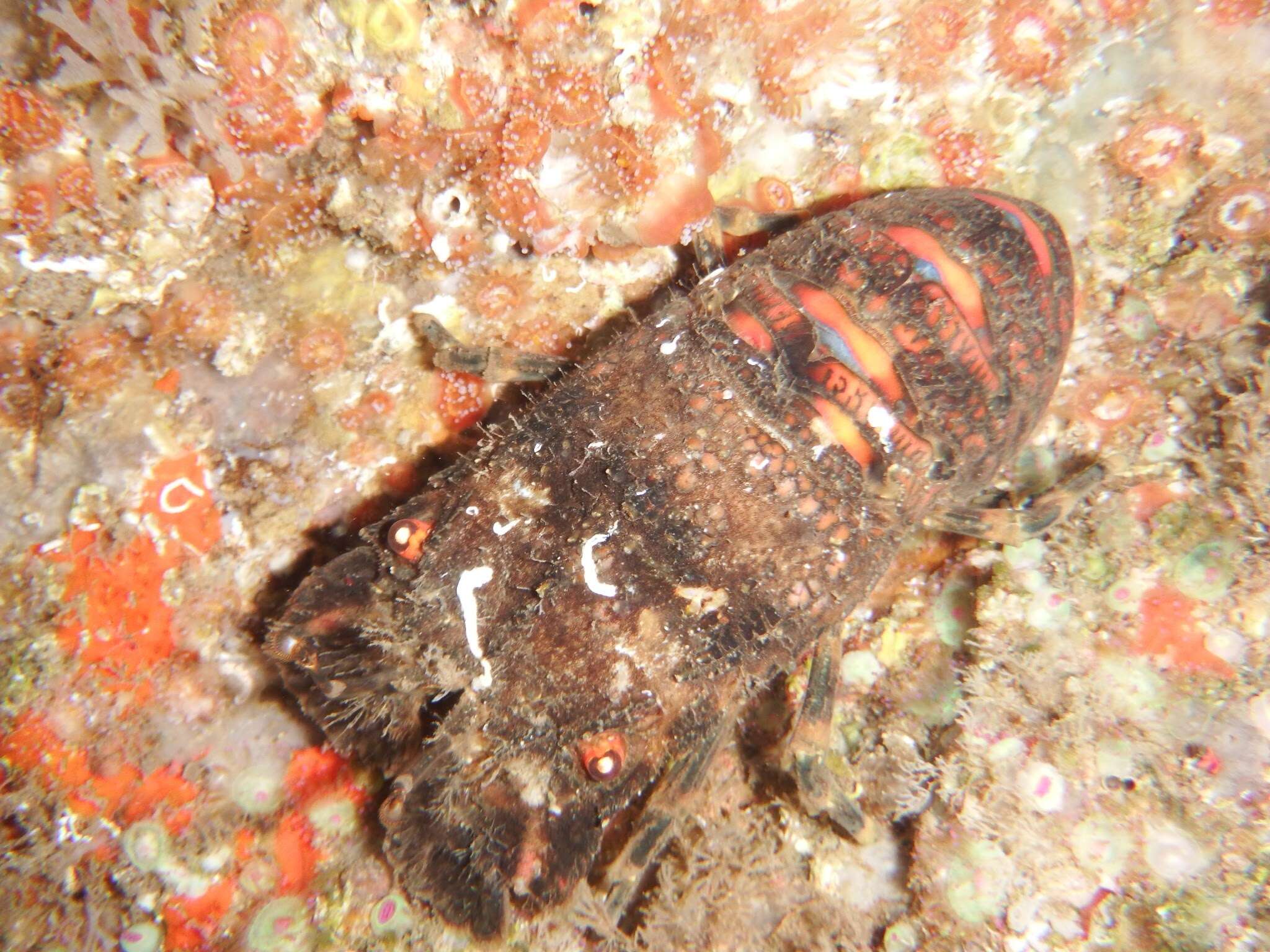 Image of Small European Locust Lobster