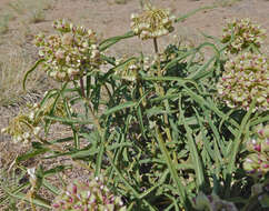 Image of spider milkweed