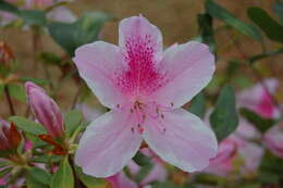 Plancia ëd Rhododendron simsii Planch.