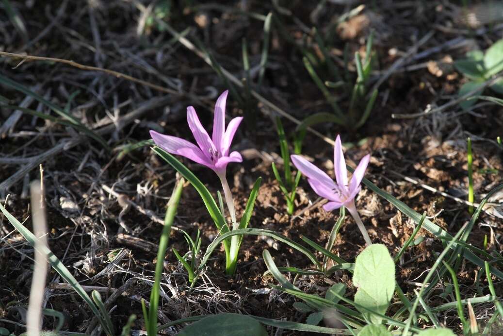 Image of Colchicum cupanii Guss.