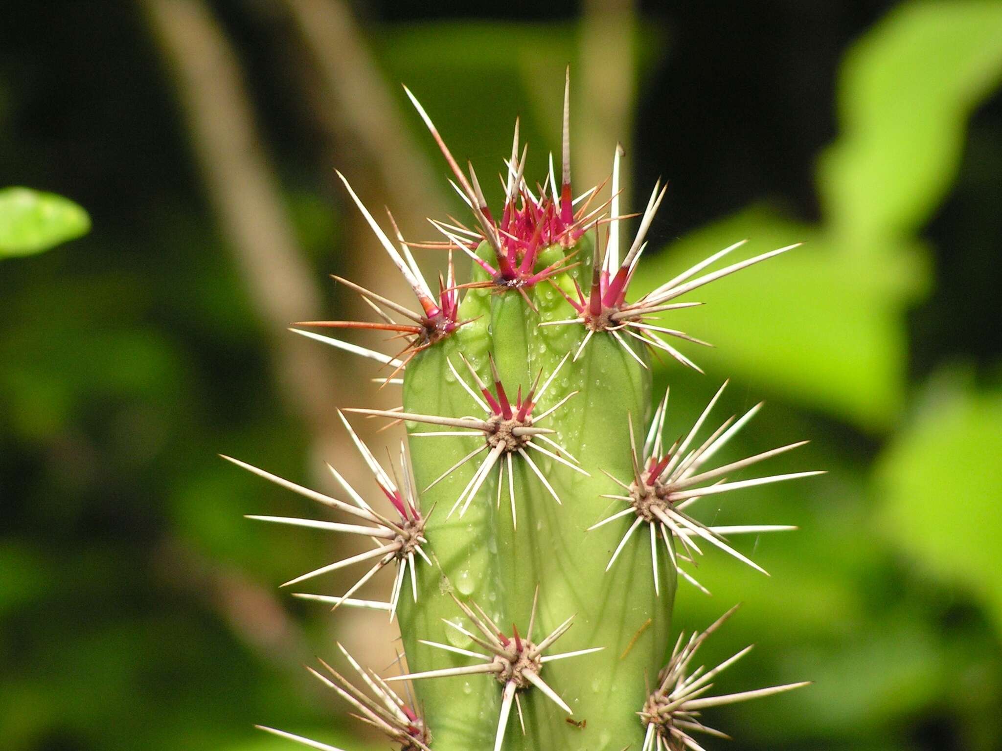 Stenocereus kerberi (K. Schum.) A. C. Gibson & K. E. Horak的圖片