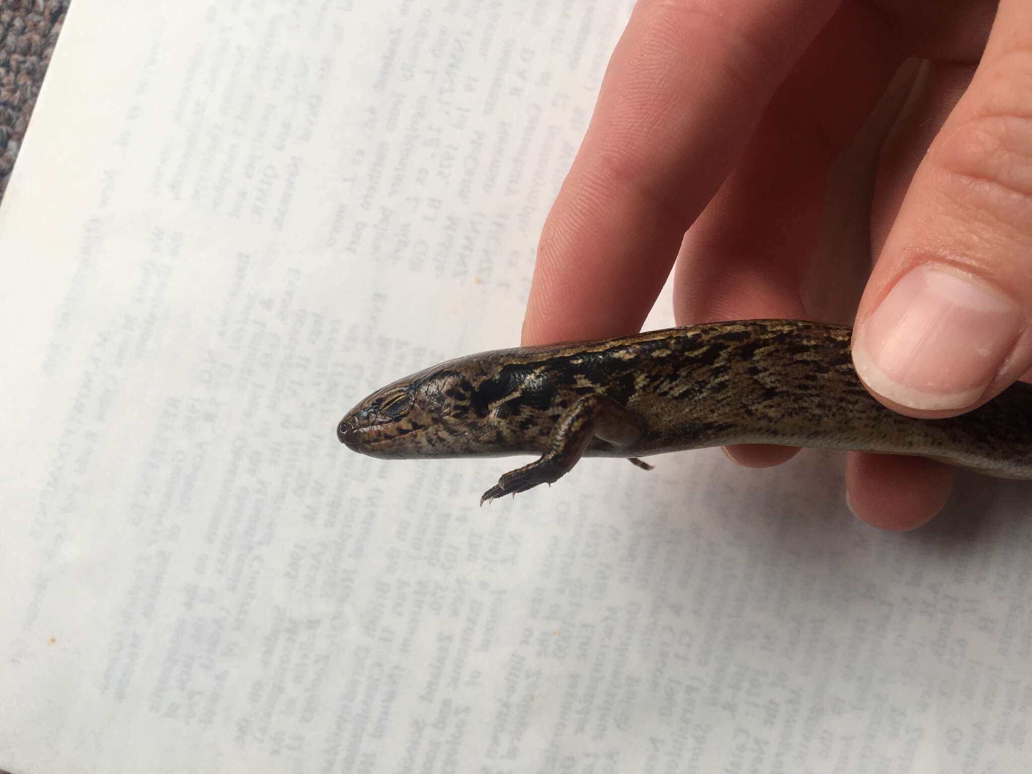 Image of MacGregor's New Zealand Skink