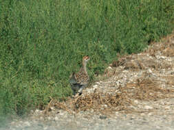 Image of Sharp-tailed Grouse