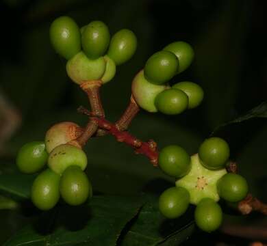 Image of Ouratea erecta C. Sastre