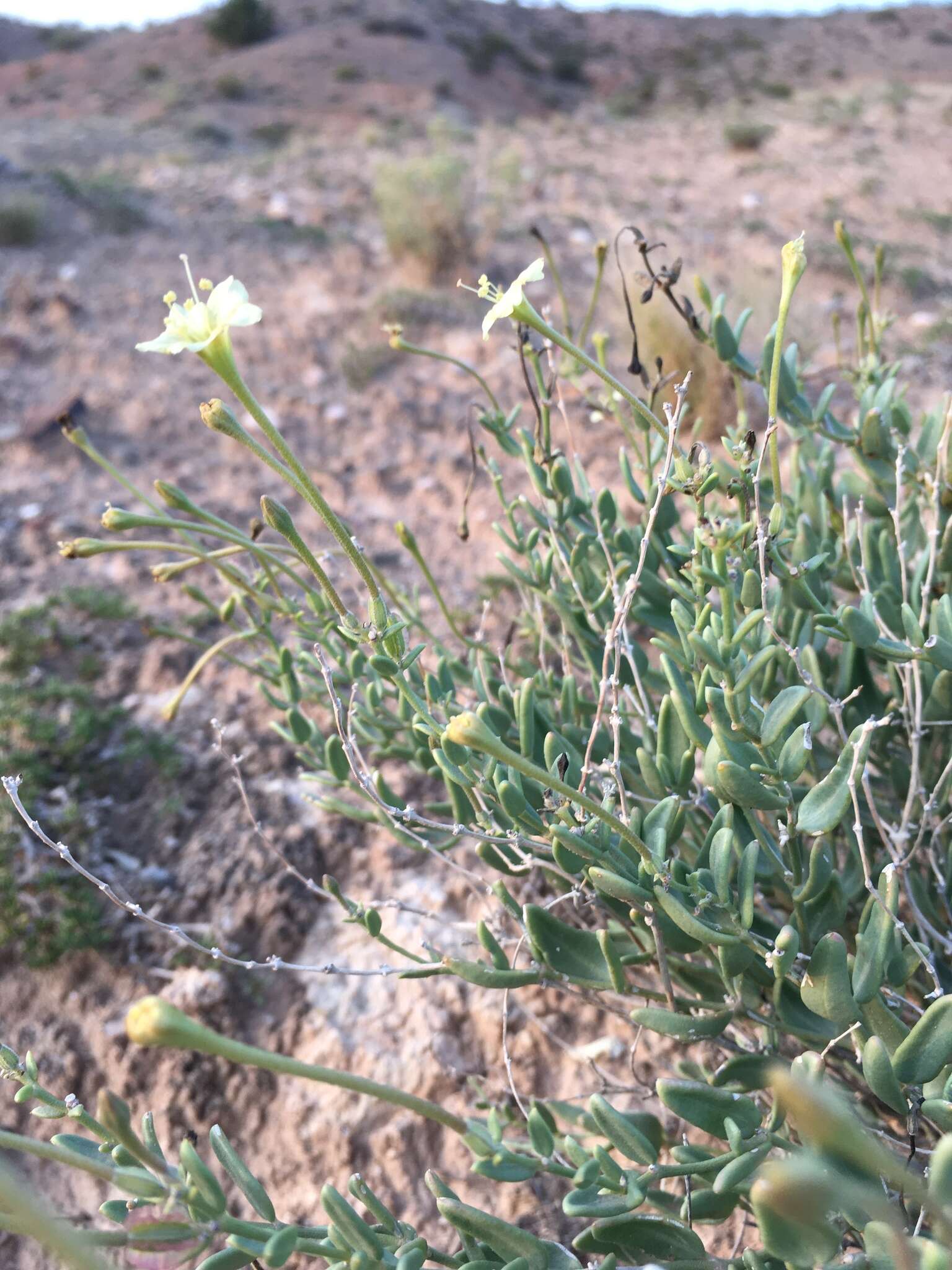 Acleisanthes lanceolata (Wooton) R. A. Levin resmi