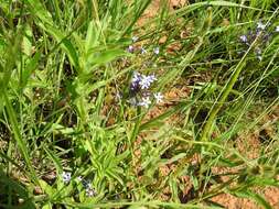 Image of Pentanisia prunelloides subsp. prunelloides