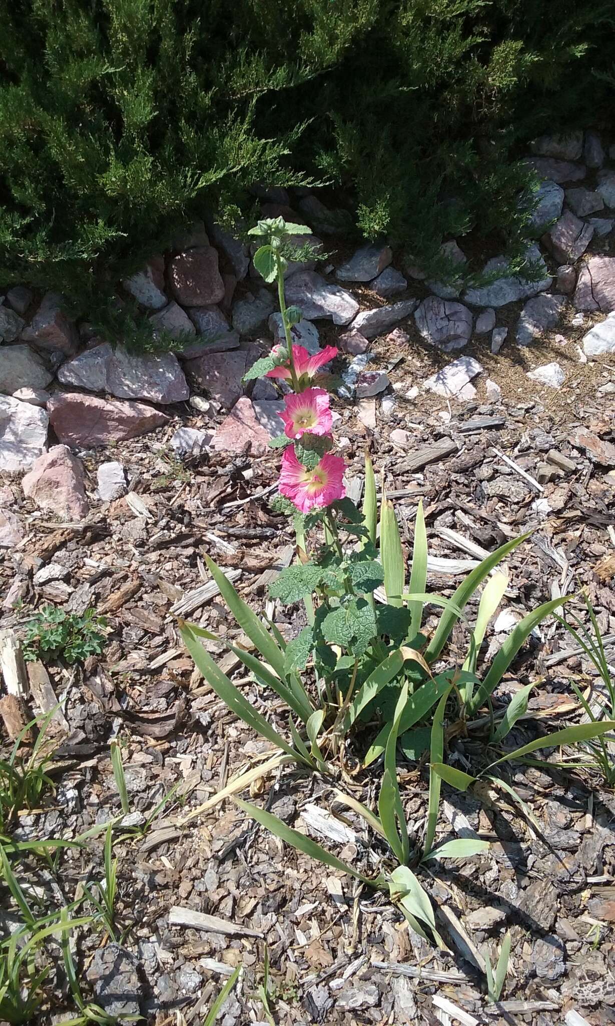 Image of hollyhock