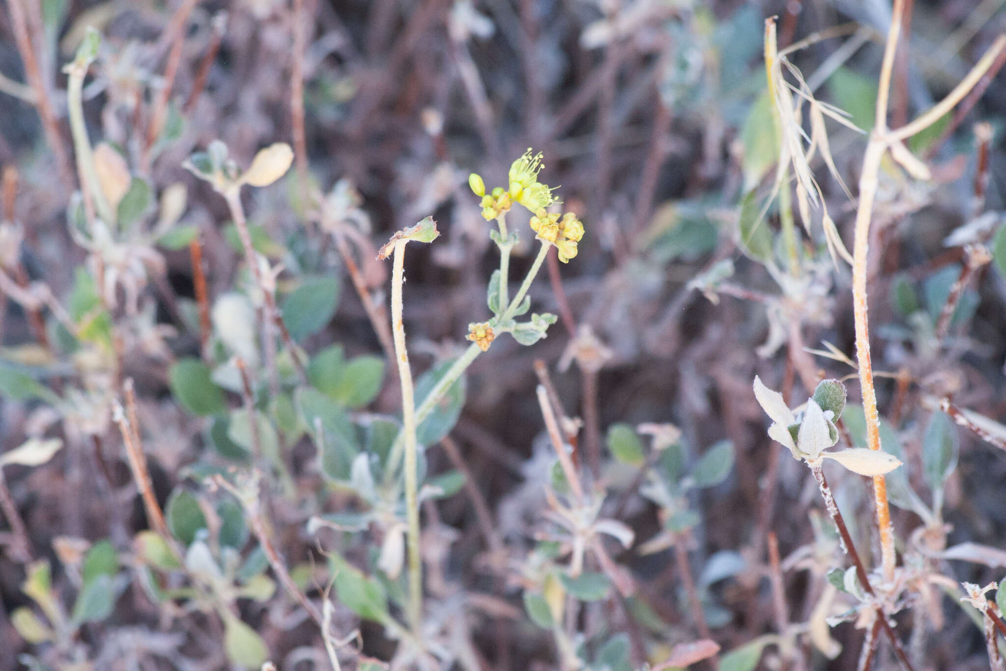 Image of Munz's buckwheat