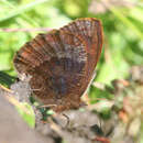 Image of <i>Erebia pronoe vergy</i>