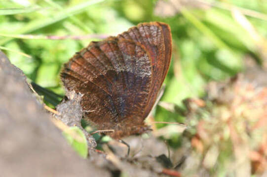 <i>Erebia pronoe vergy</i> resmi