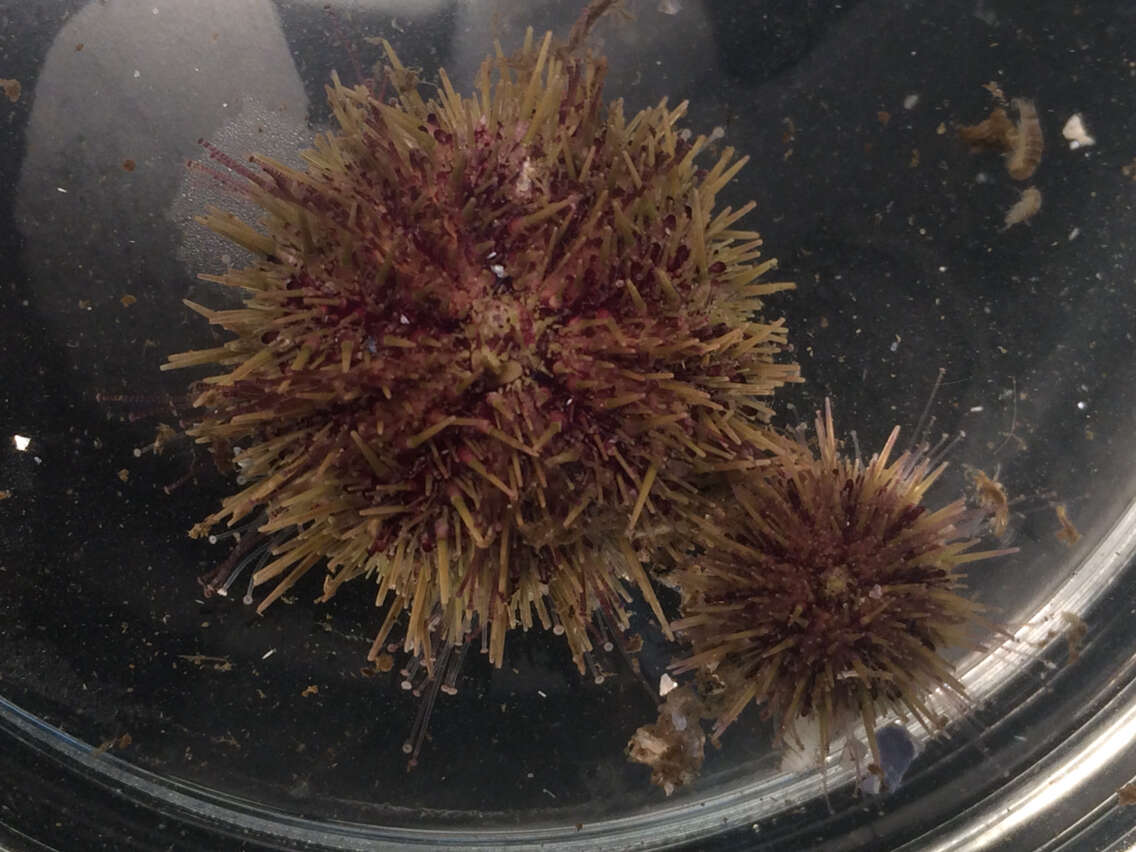 Image of green sea urchin