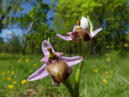 صورة Ophrys sphegodes subsp. aveyronensis J. J. Wood