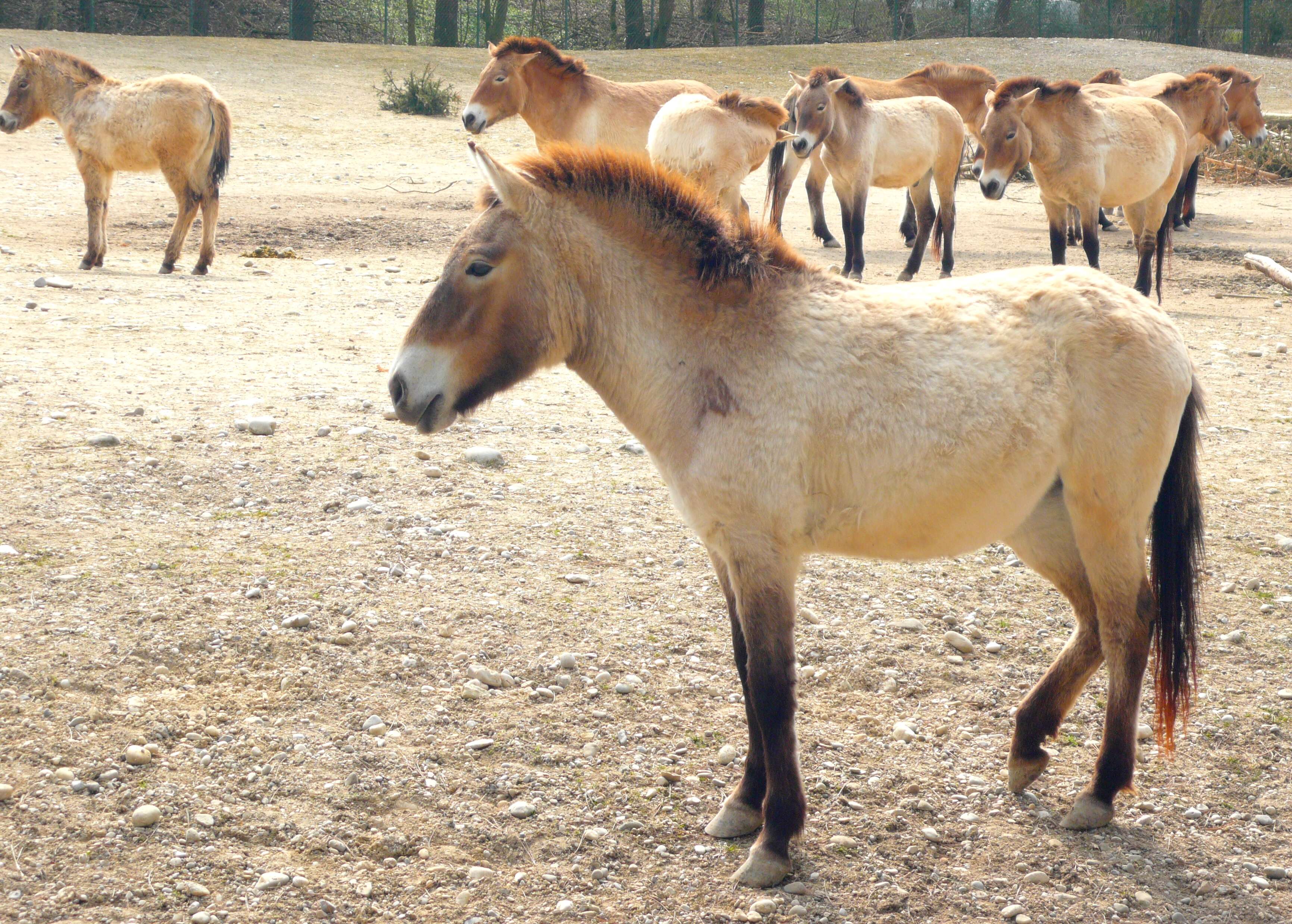 Image of Asian Wild Horse
