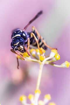 Image de Polistes gallicus (Linnaeus 1767)