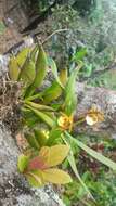 Image of Prosthechea obpiribulbon (Hágsater) W. E. Higgins