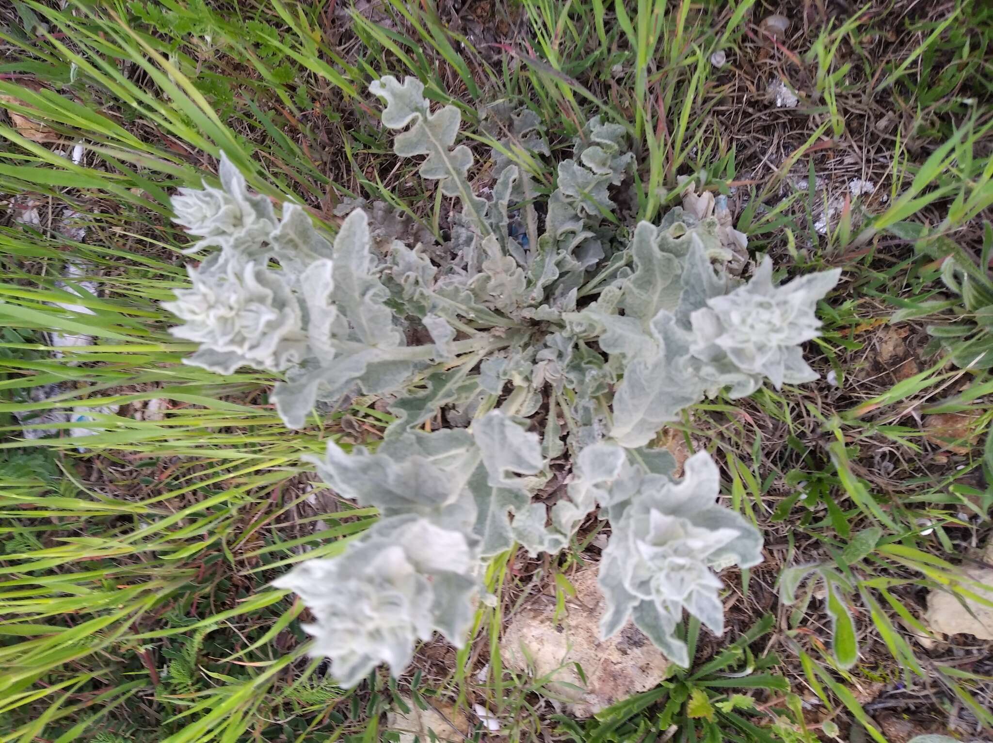 Image of Verbascum undulatum Lam.