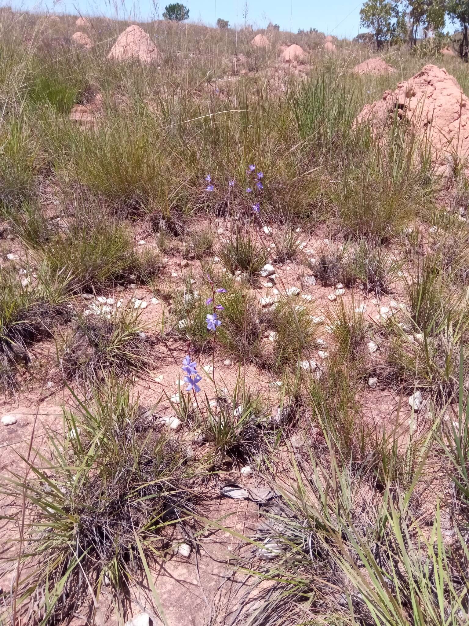 Image of Aristea madagascariensis Baker