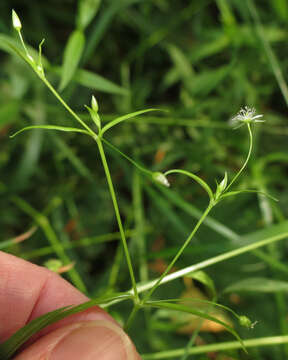 Image of Sitka starwort