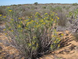 Image of Euryops tenuissimus (L.) Less.