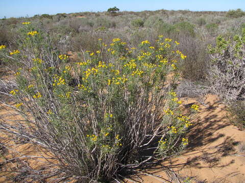 Image of Euryops tenuissimus (L.) Less.