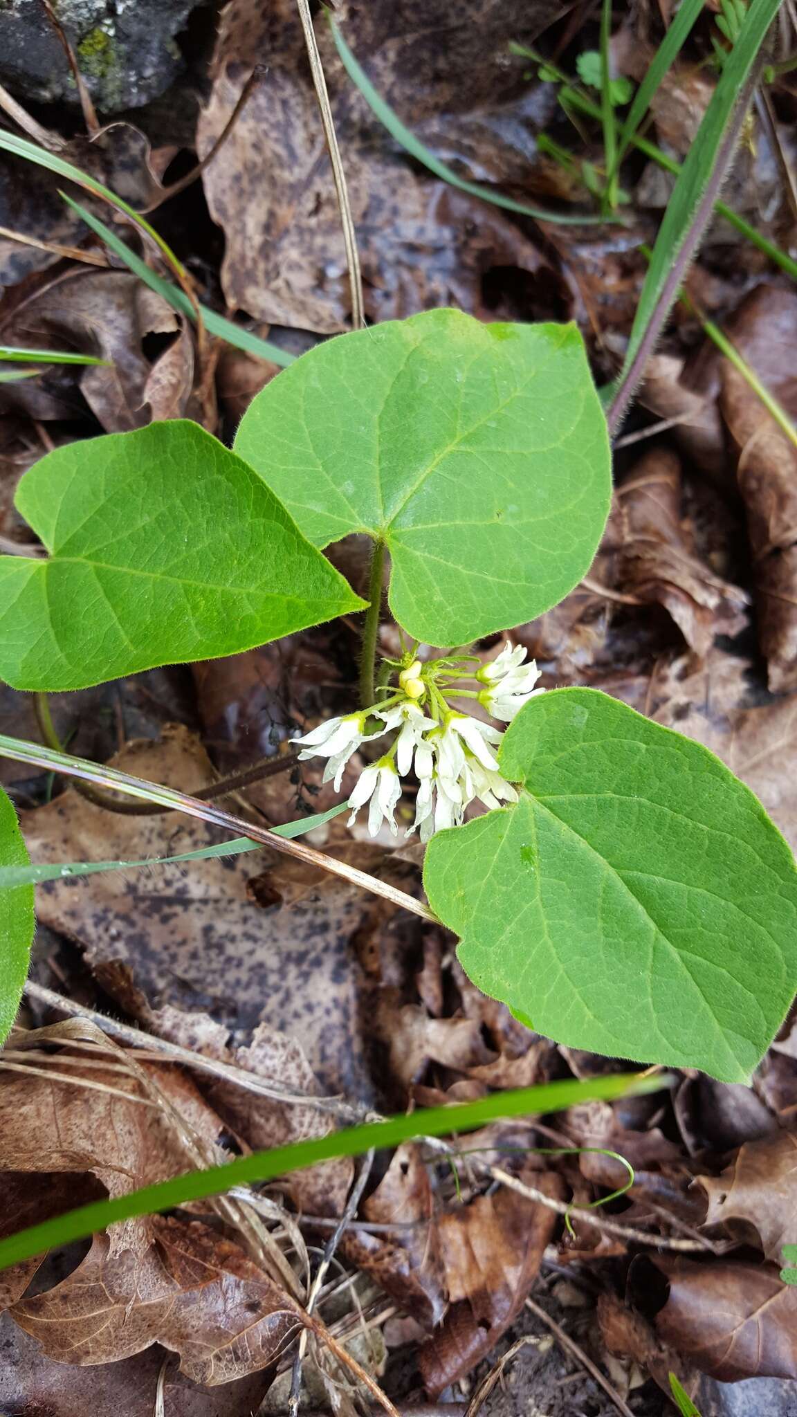 Image de Matelea baldwyniana (Sweet) R. E. Woodson