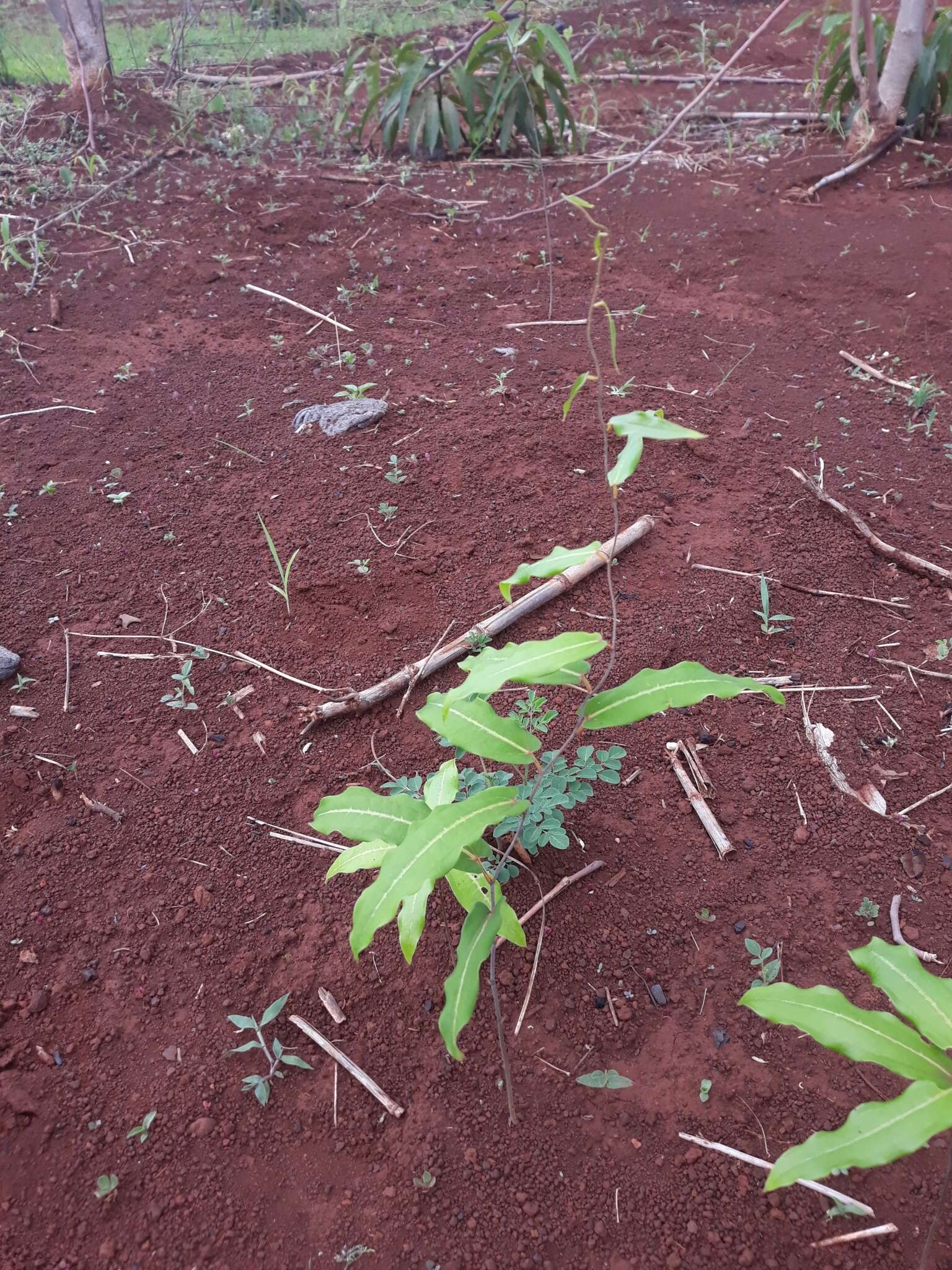 Imagem de Dioscorea bemandry Jum. & H. Perrier