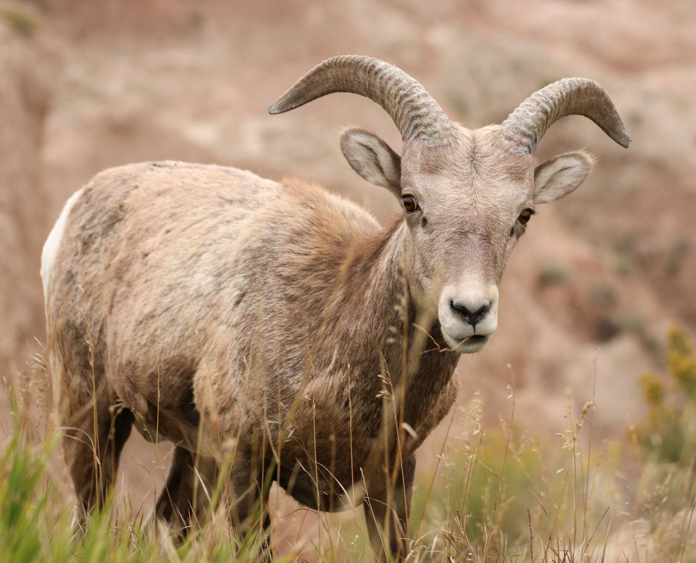 Image of bighorn sheep