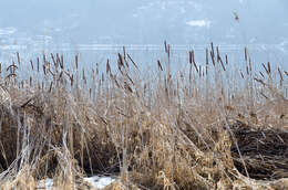 Image of Lesser Bulrush