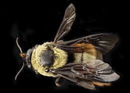 Image of Bumblebees