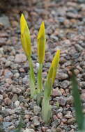 Iris danfordiae (Baker) Boiss.的图像