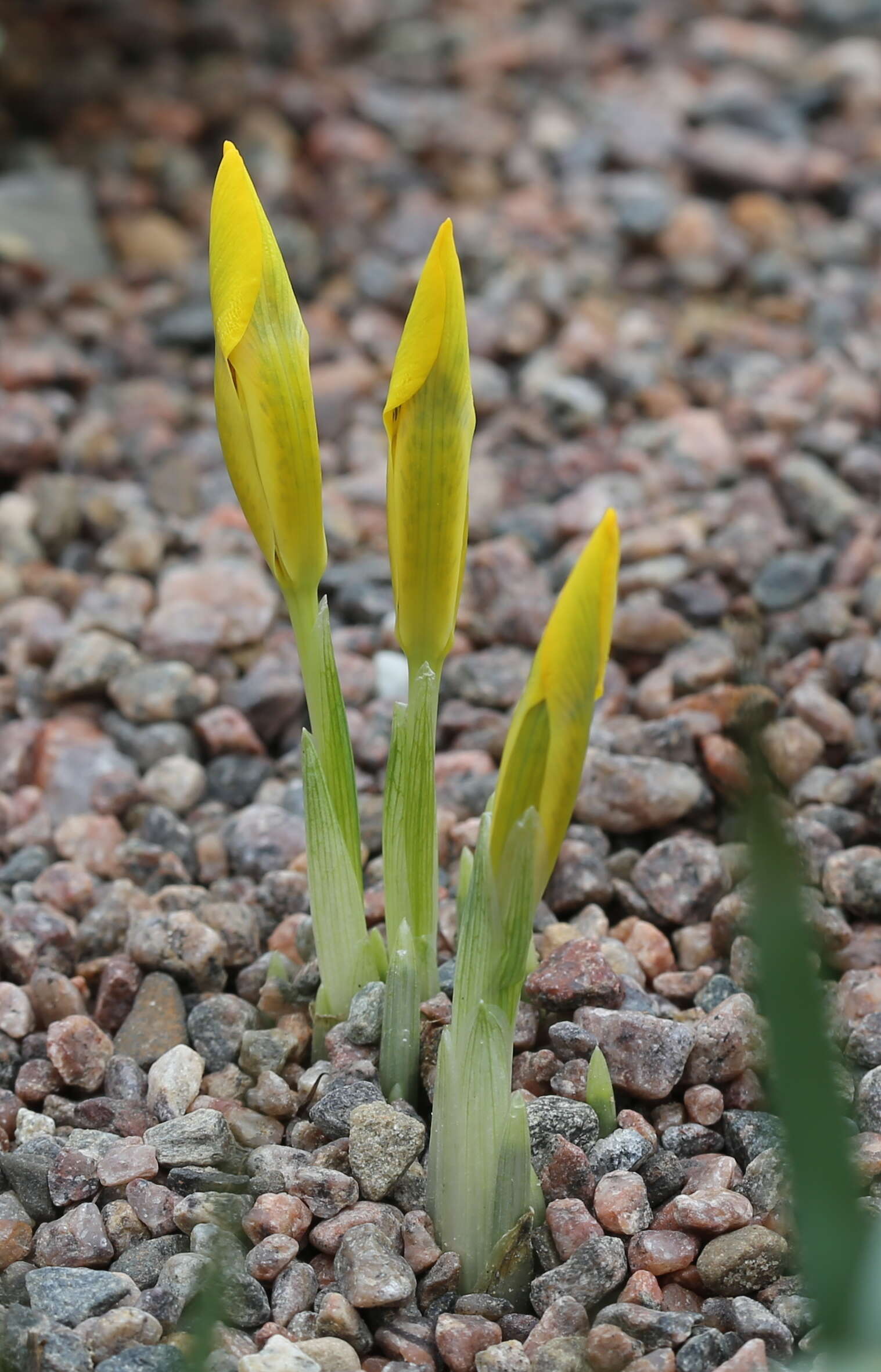 Iris danfordiae (Baker) Boiss.的图像
