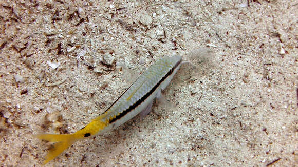 Image of Forsskal&#39;s goatfish